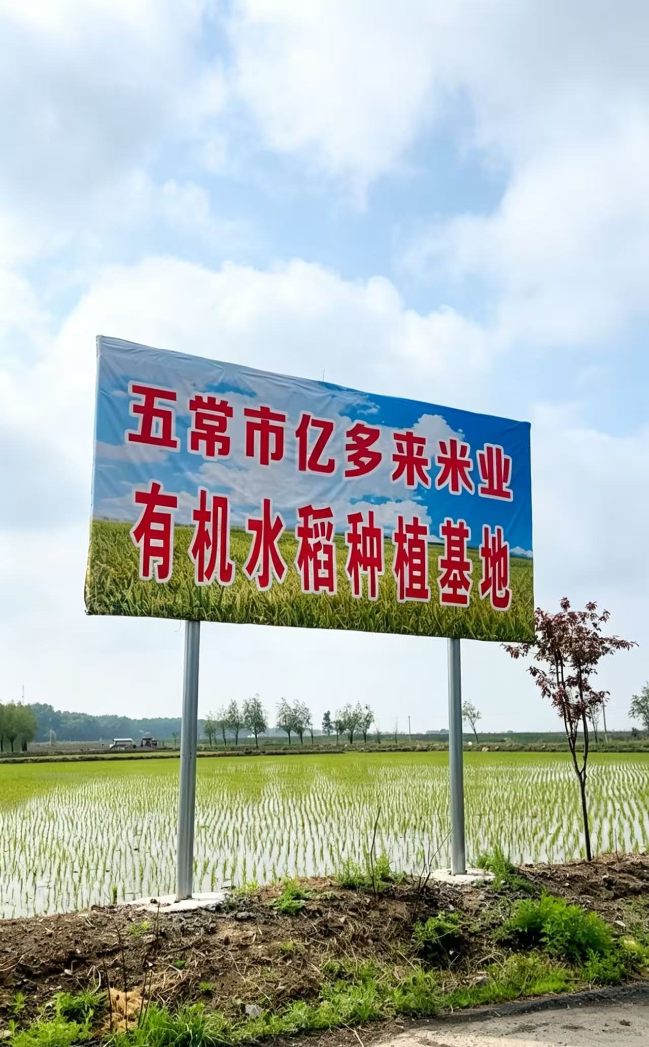 七月五常稻浪初盛，亿多来原生态有机种植纪实